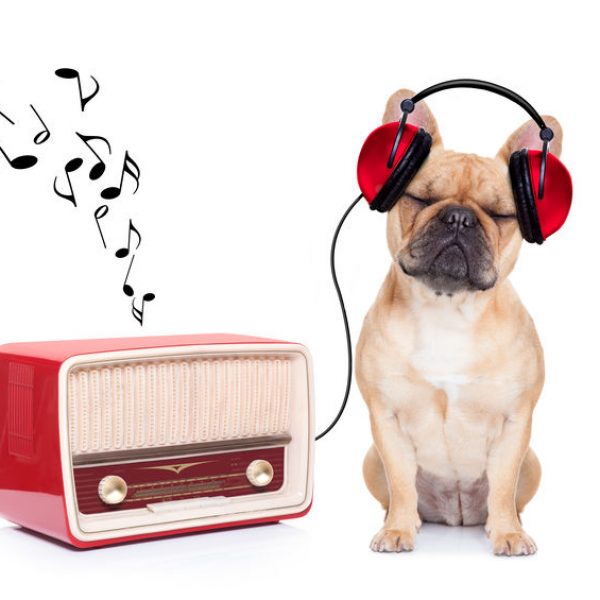 fawn bulldog dog listening music, while relaxing and enjoying the sound of an old retro radio, isolated on white background