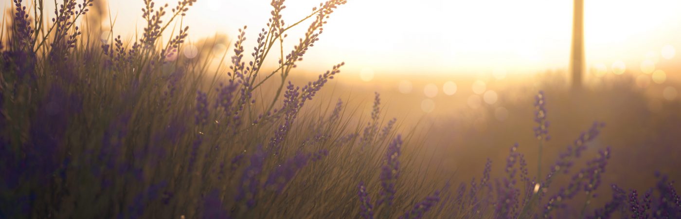 A single cross in a beautiful meadow of purple wildflowers at sunrise.